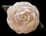 Lemon Meringue Silk-Satin Flower