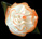 Marmalade Silk Flower