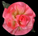 Rose Nectar Silk Flower